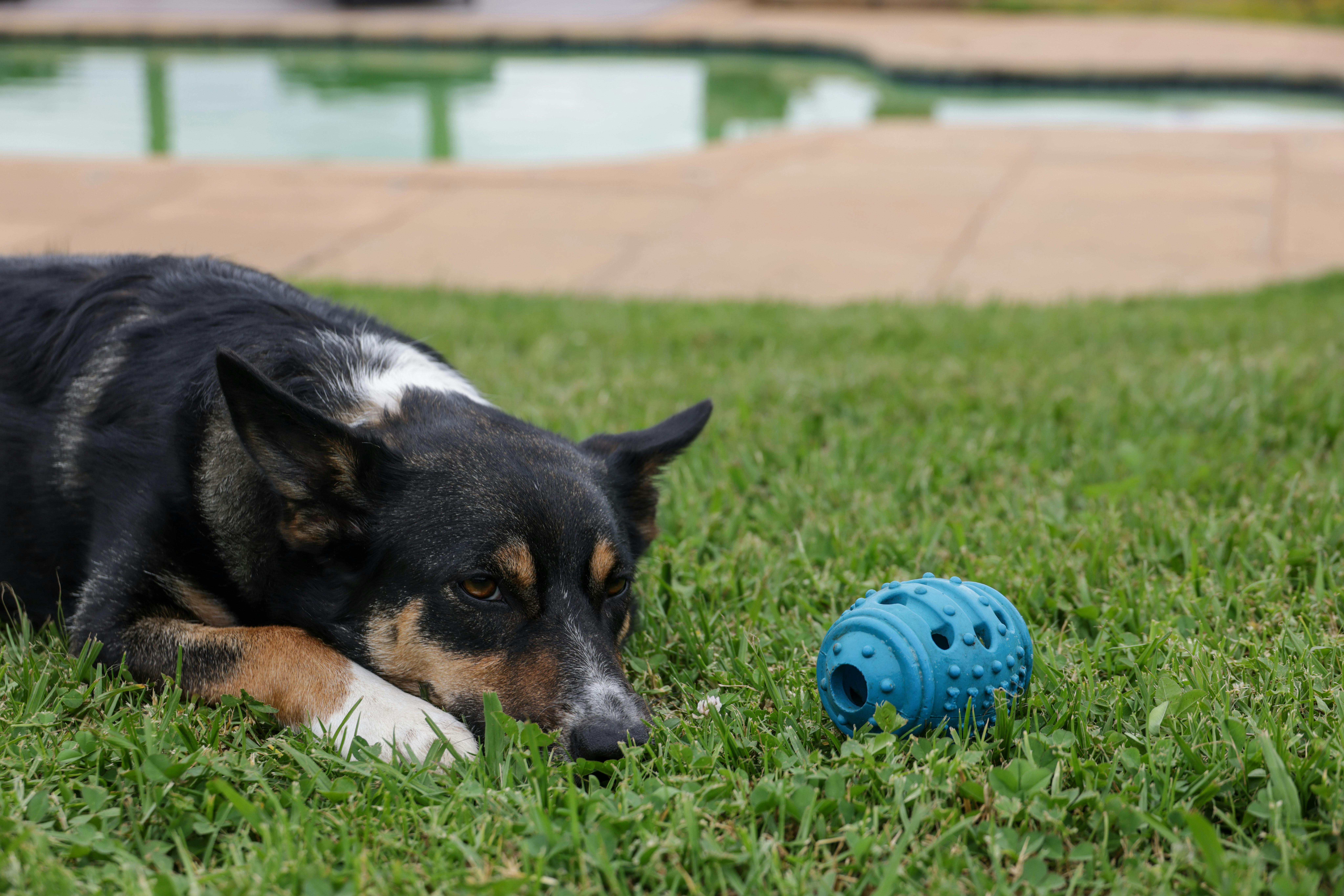 Free stock photo of border collie, border collie dog, cute dogs