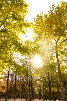 Sun shining through autumn trees capturing the serene beauty of a park.