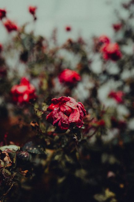 Close-up shot of withered red roses with a moody, dark atmosphere.