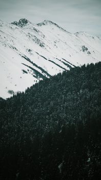 A stunning view of snow-covered mountains and dense pine forest.