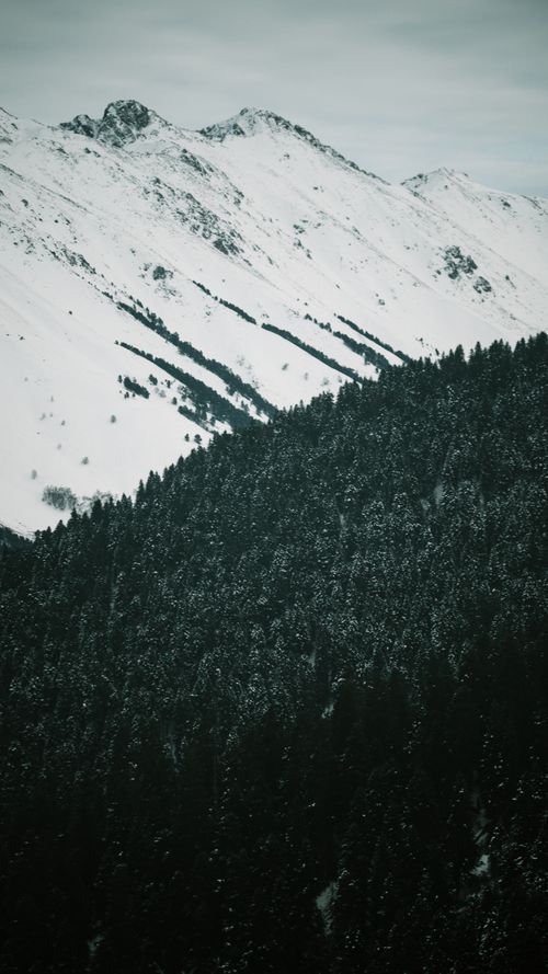 Free A stunning view of snow-covered mountains and dense pine forest. Stock Photo