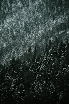 A serene winter scene of snow-covered evergreen trees blending into a snowy hillside.