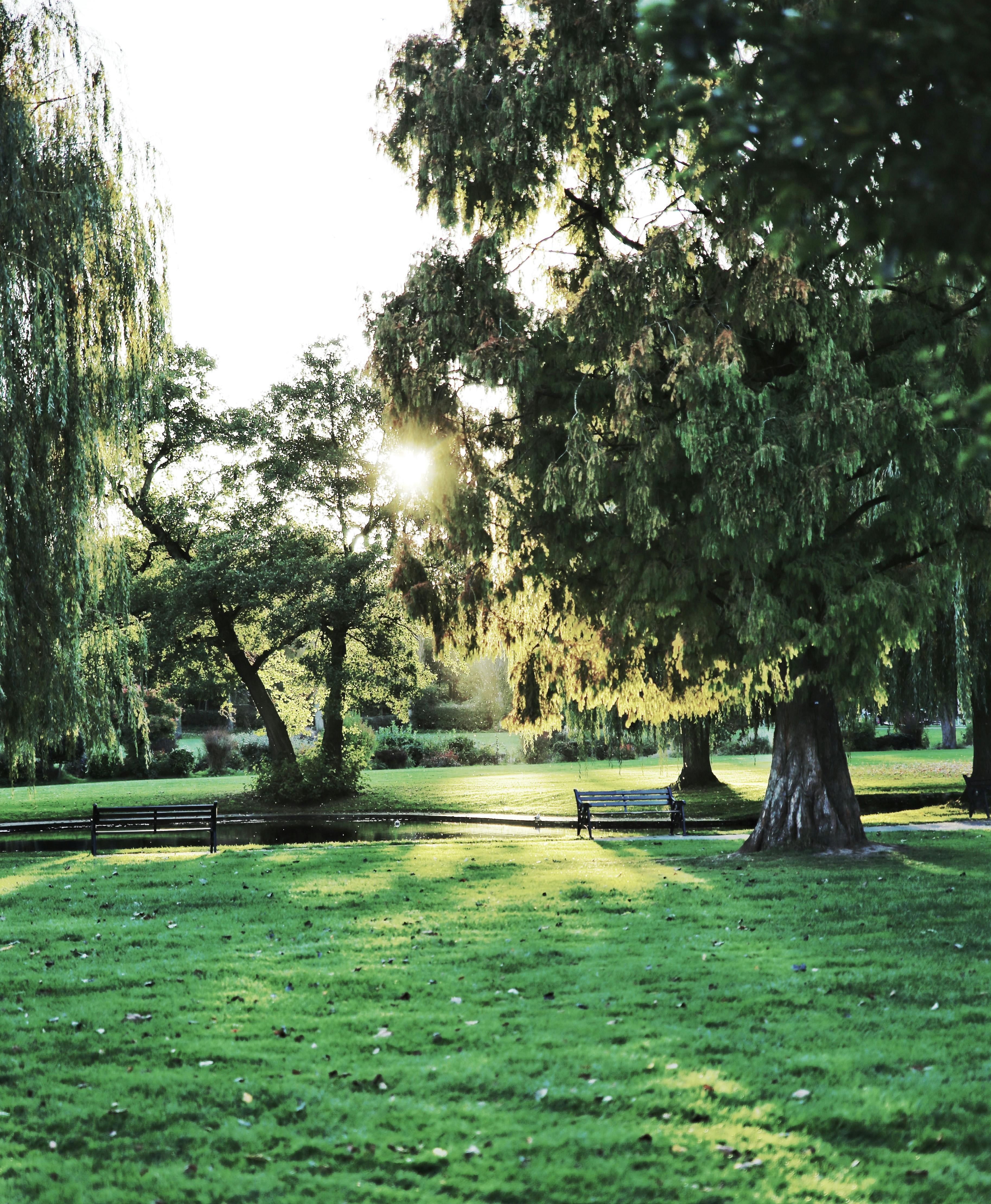 Free stock photo of morning sun, trees