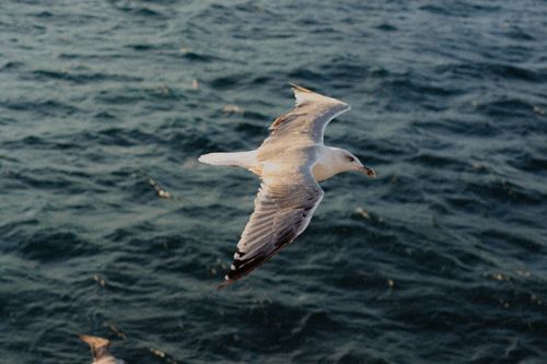 Free A seagull gracefully soars above the ocean waves in Sinop, Turkey. Stock Photo