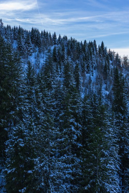 Free A breathtaking view of snow-covered fir trees against a clear winter sky. Stock Photo