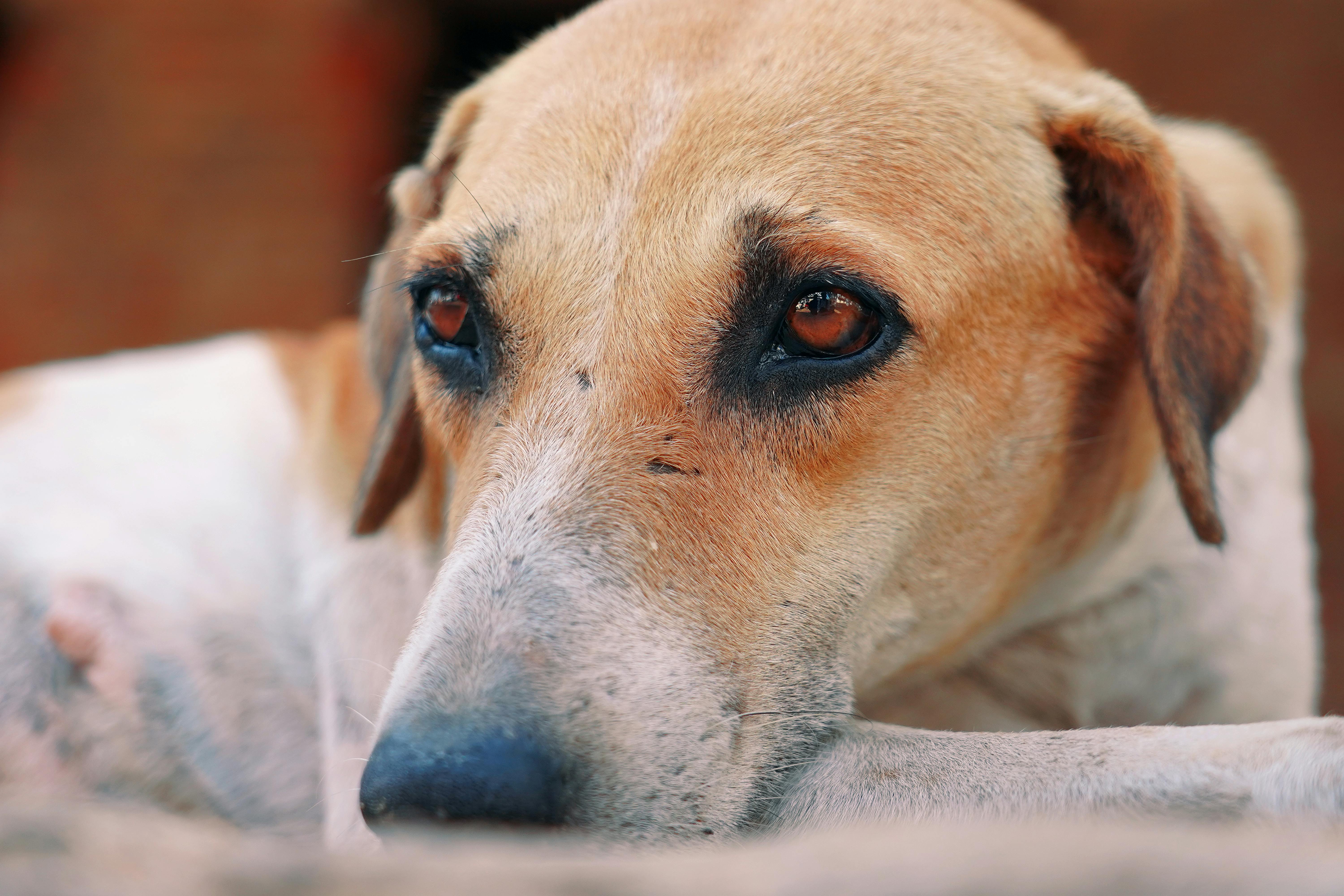 A serene close-up of a dog