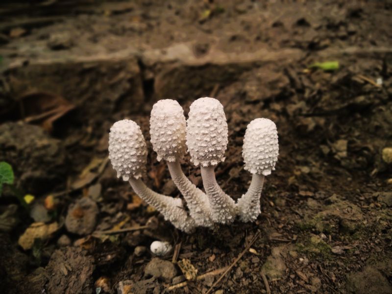 White puffball mushrooms with textured caps growing in earthy soil.