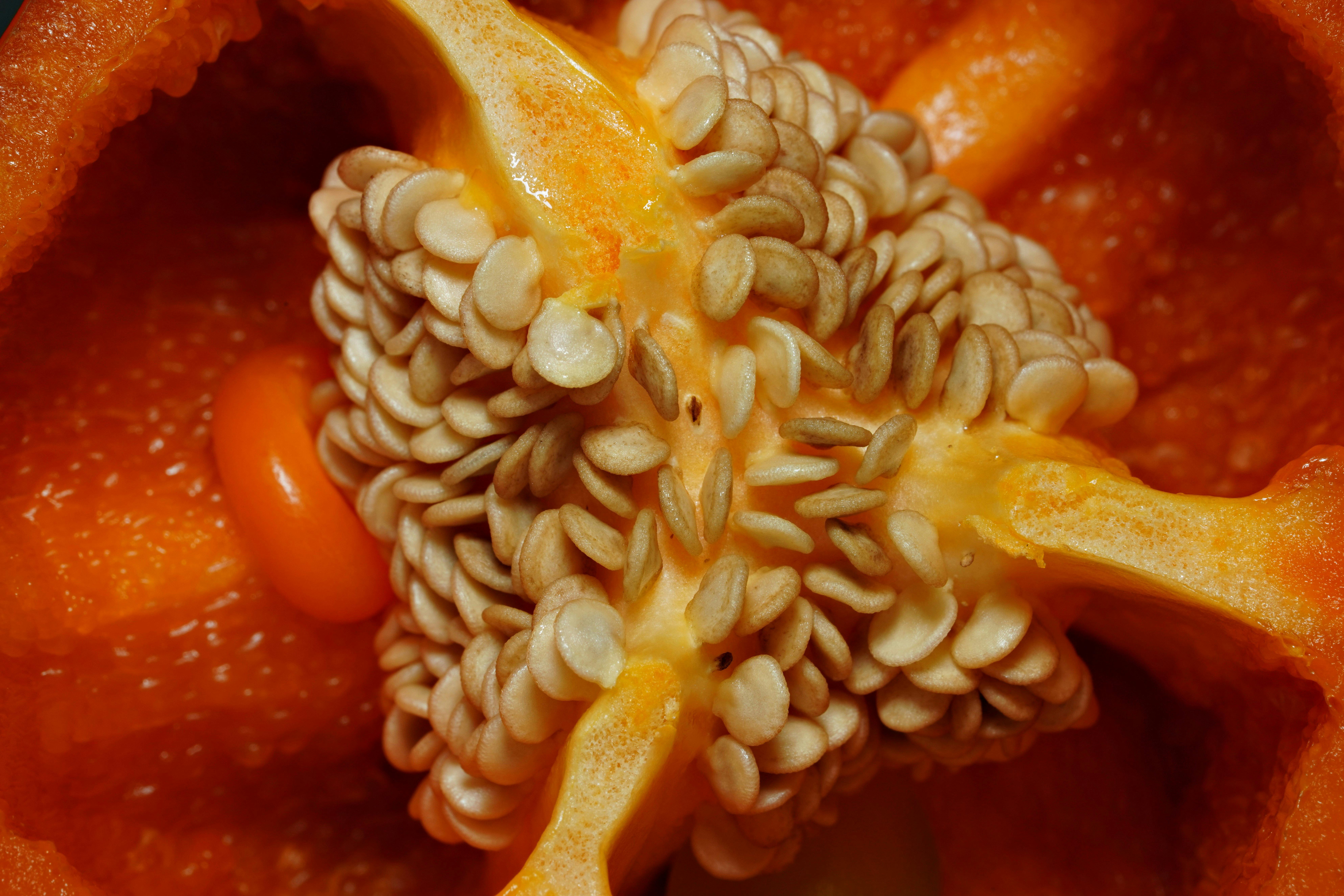 Supporting students with food allergies and special diets: Ohio University is here to serve — Photo by hartono subagio on Pex