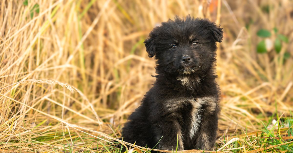 Boarding vs. Walking vs. Sitting: Finding the Ultimate Care Option for Your Dog