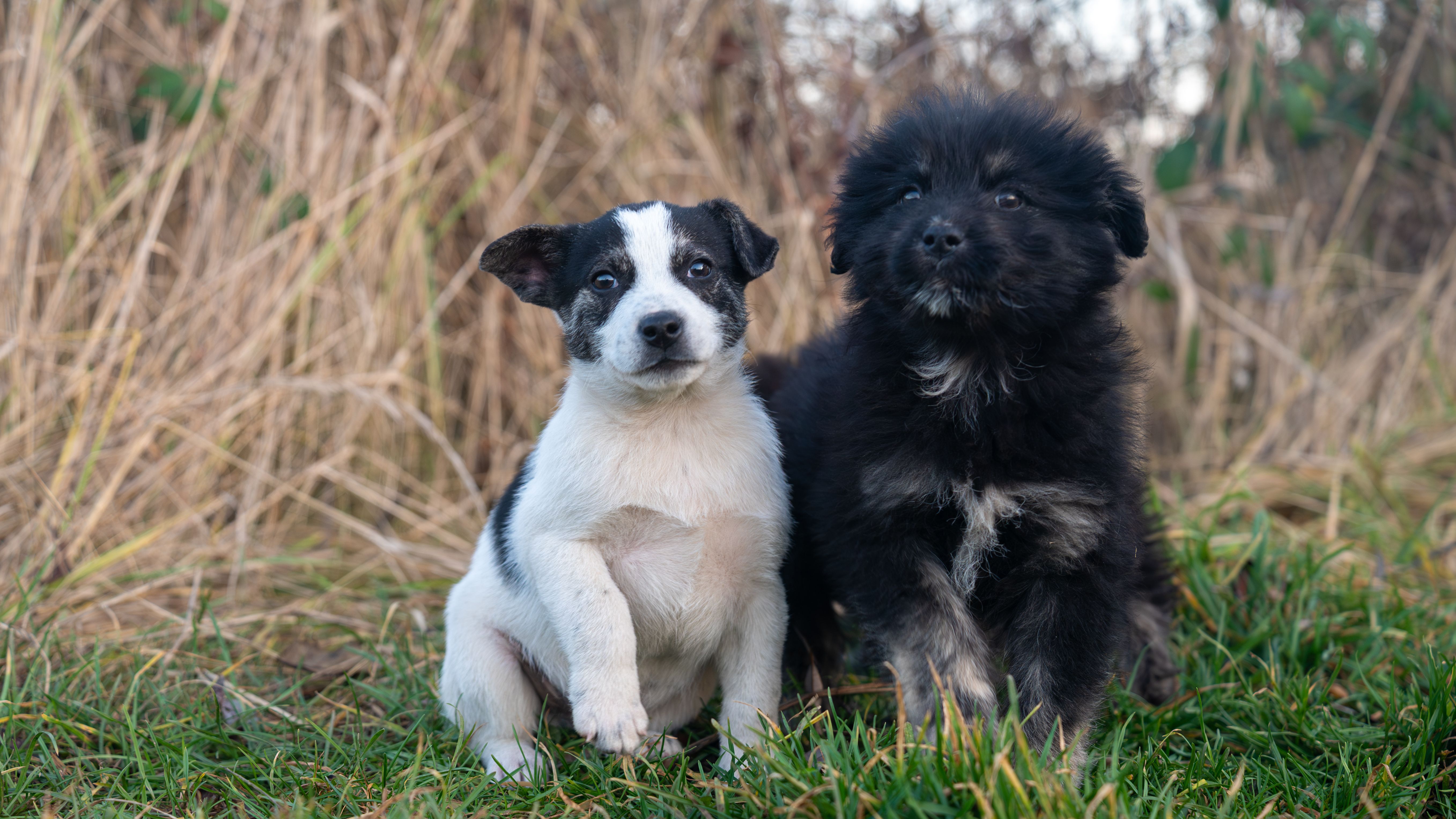 Affordable Puppies For Sale In Newcastle: Responsible Buying Guide