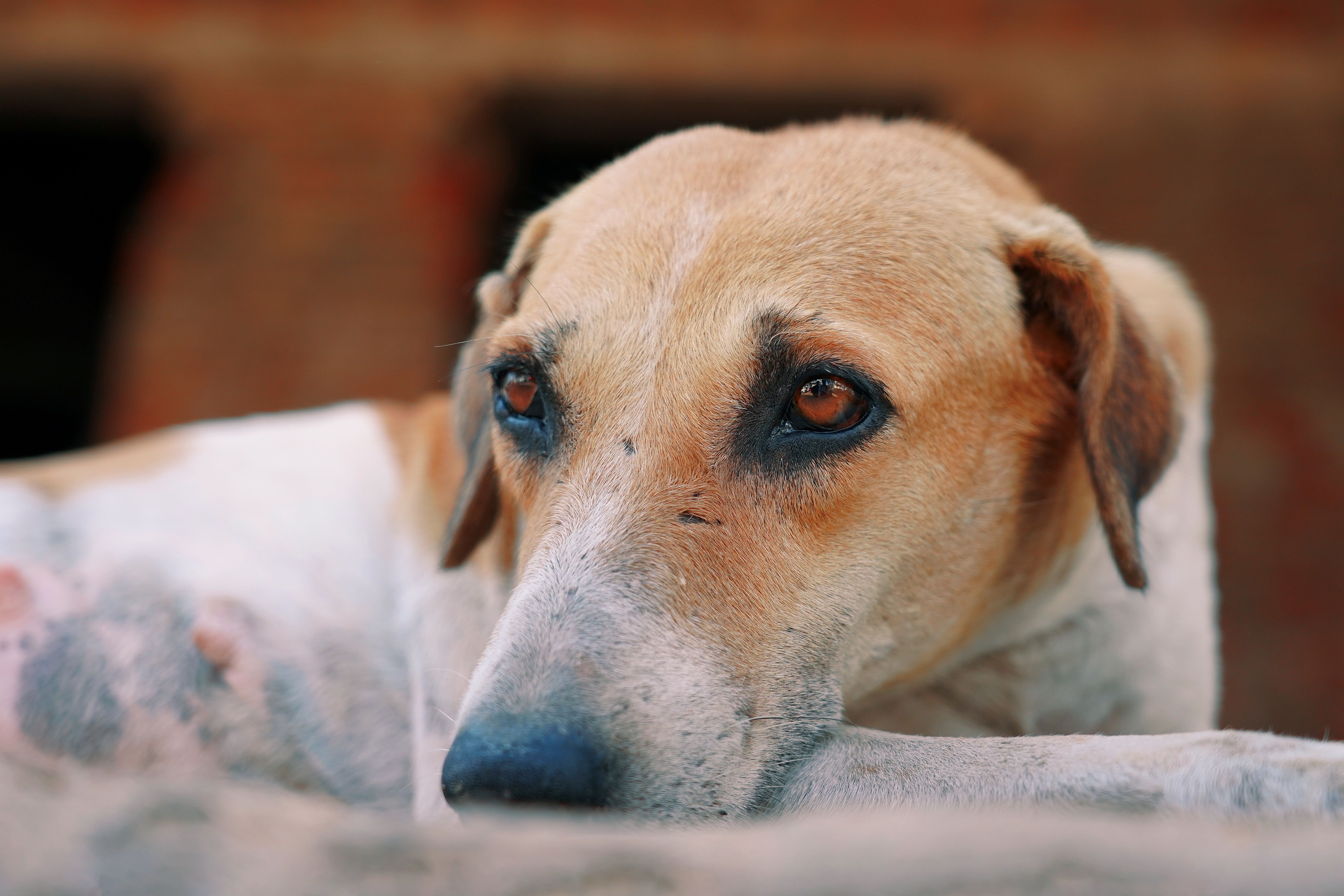 A dog undergoing diagnostic blood testing at a veterinary clinic