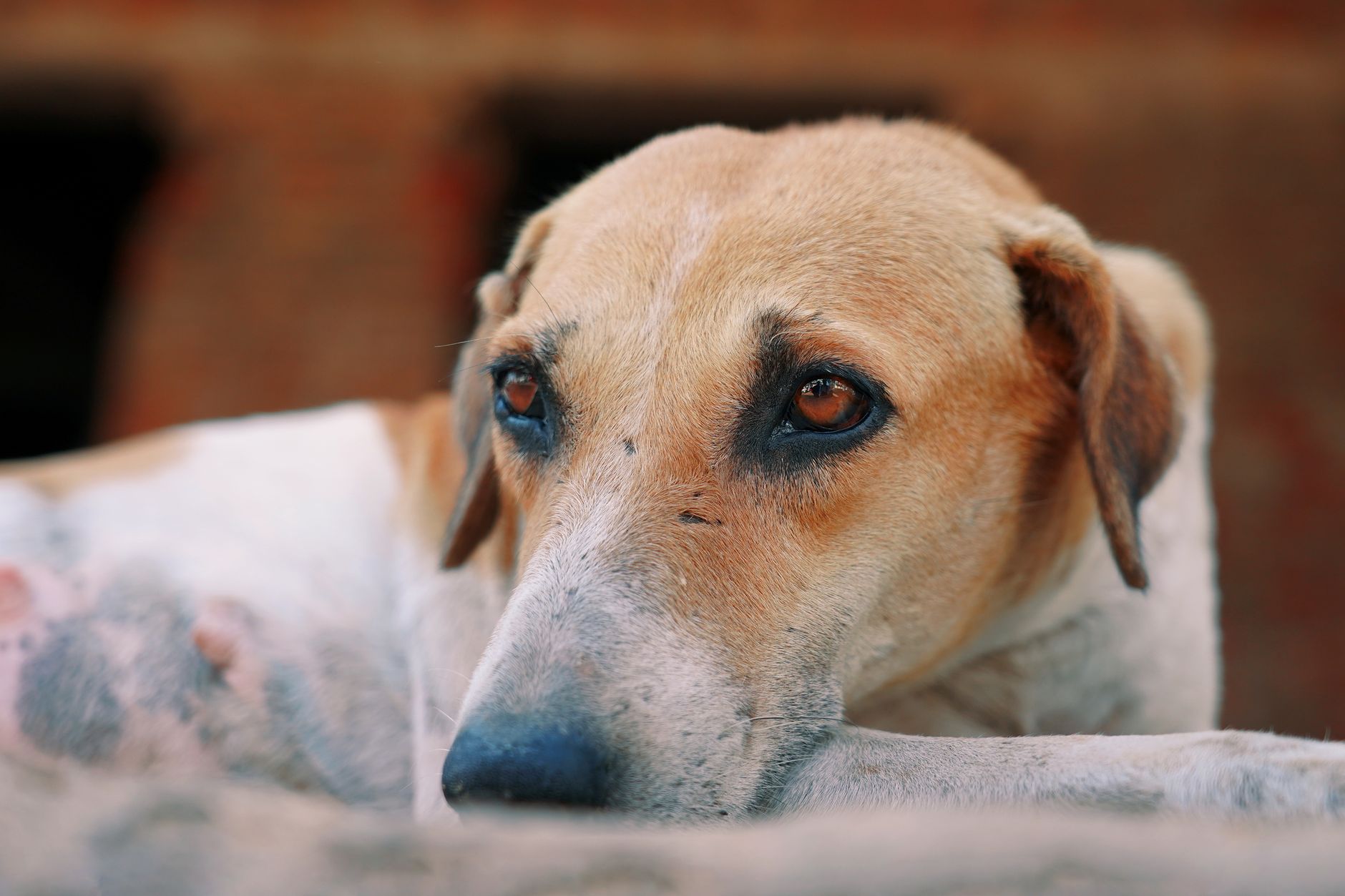 A dog undergoing diagnostic blood testing at a veterinary clinic