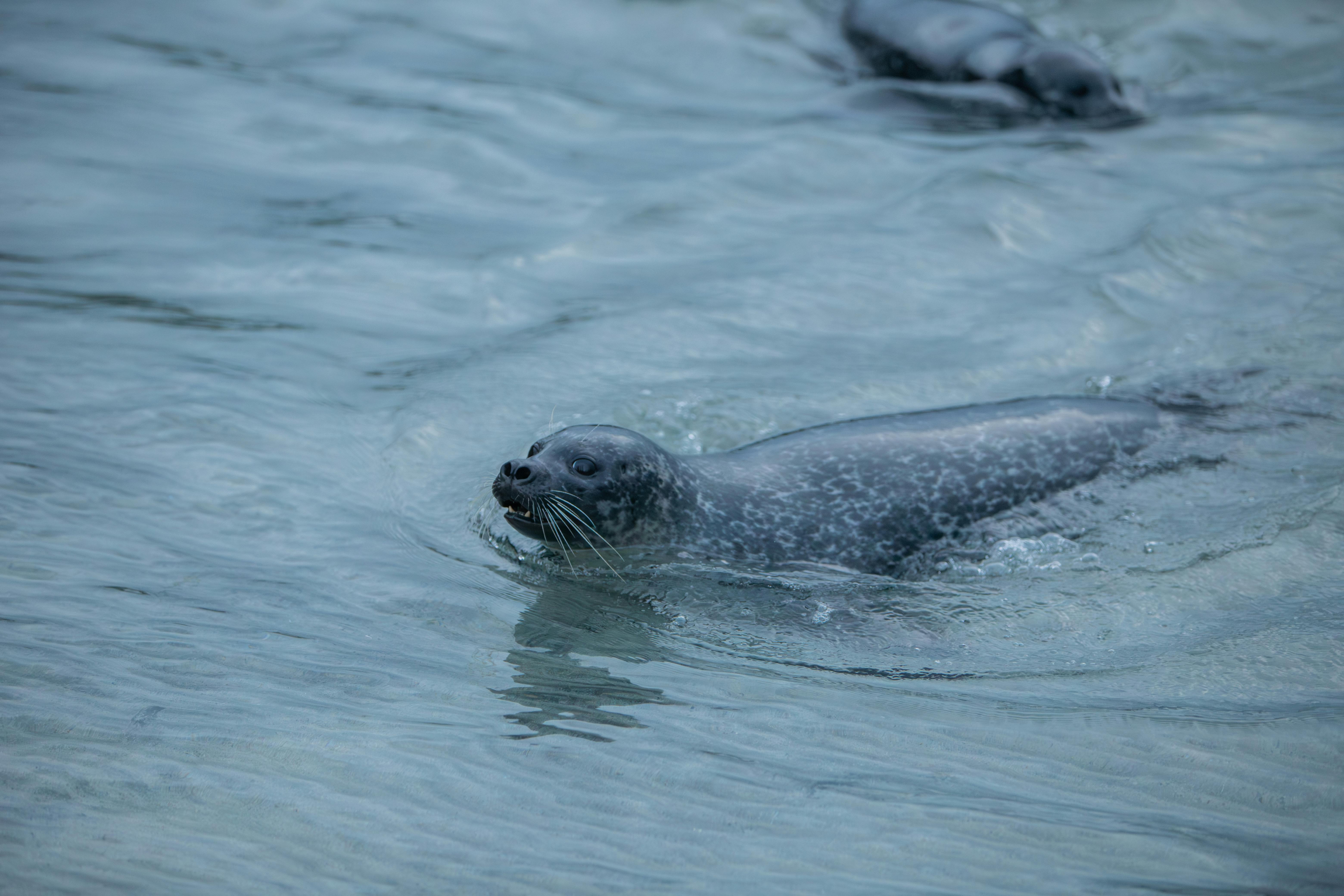 A harbor seal swims in the clear waters of Norway, showcasing its natural habitat.