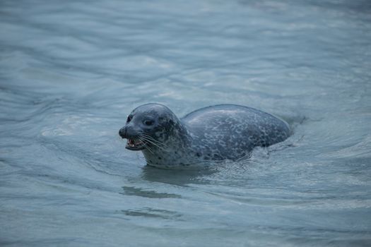 Close-up of a harbor seal swimming in clear blue waters near Ålesund, Norway.