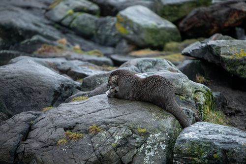 Free Otter resting on moss-covered rocks along the Norwegian coastline, showcasing natural wildlife beauty. Stock Photo