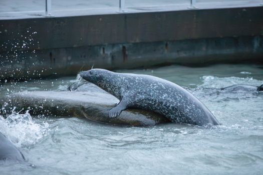 Harbor seal relaxing on a rock in Alesund, Norway. Capture nature's tranquility.