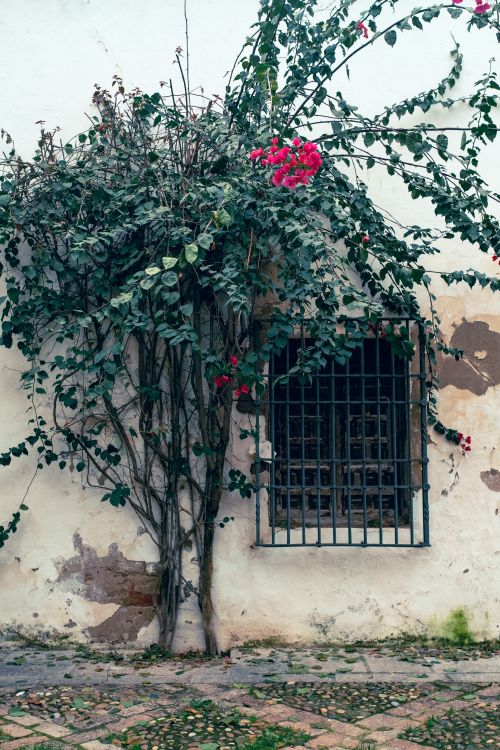 Free A rustic Spanish wall with climbing bougainvillea and aged paint, offering a glimpse into Mediterranean architecture. Stock Photo