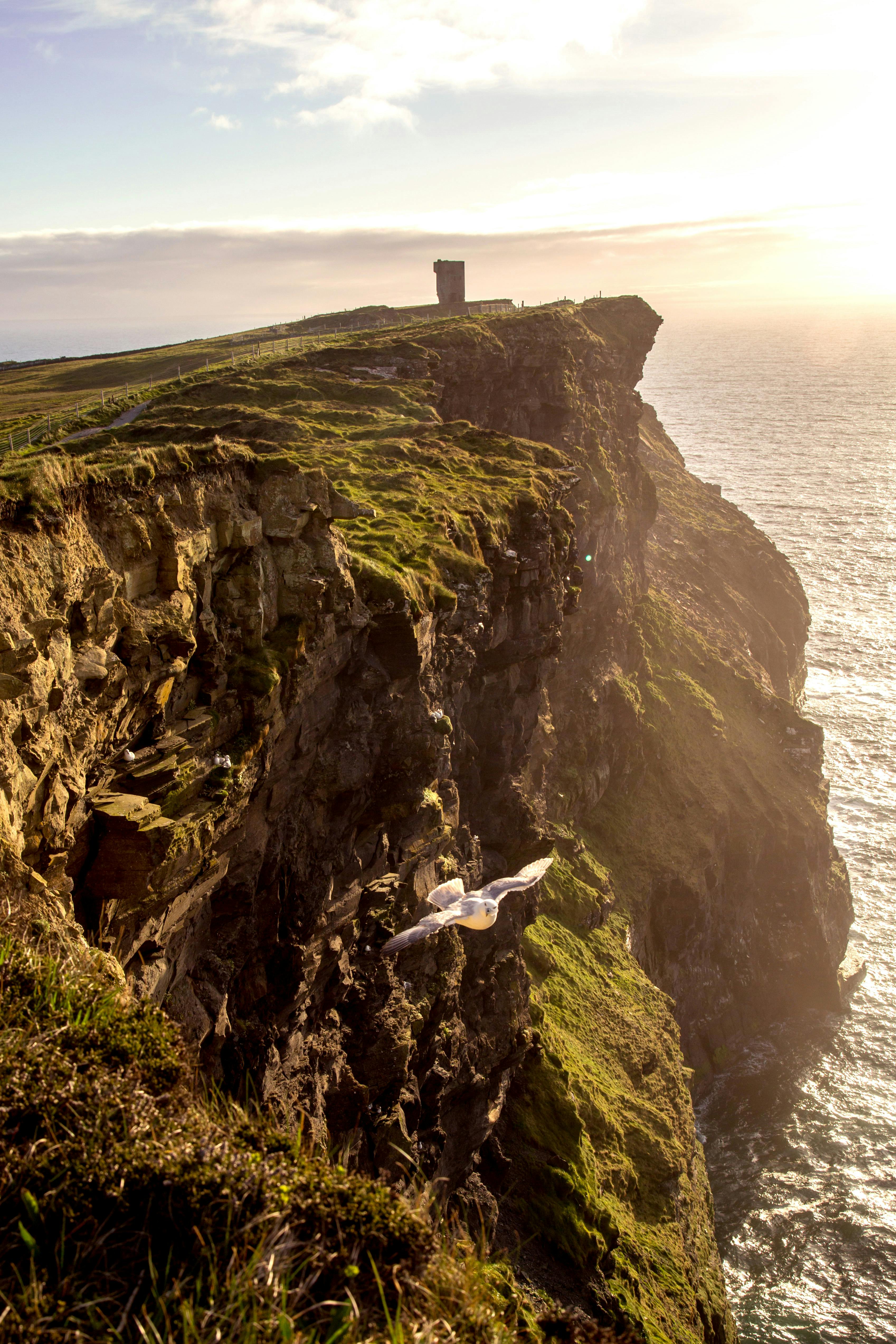 夕阳西下，爱尔兰莫赫悬崖景色壮丽，一只海鸥在空中翱翔。