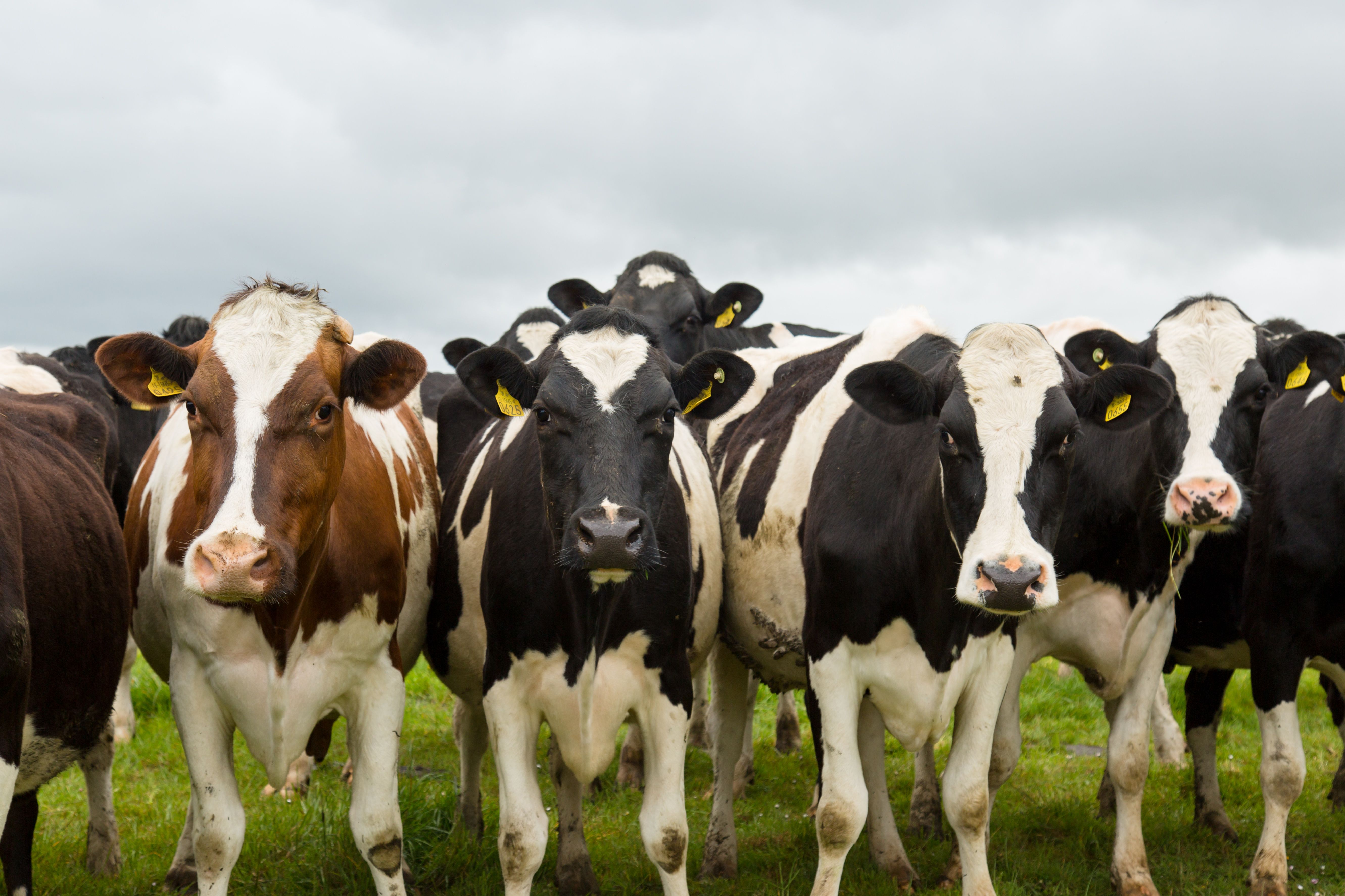 NASC proposes Animal Health Supplement Act for regulatory clarity — Photo by Michael Fischer on Pexels