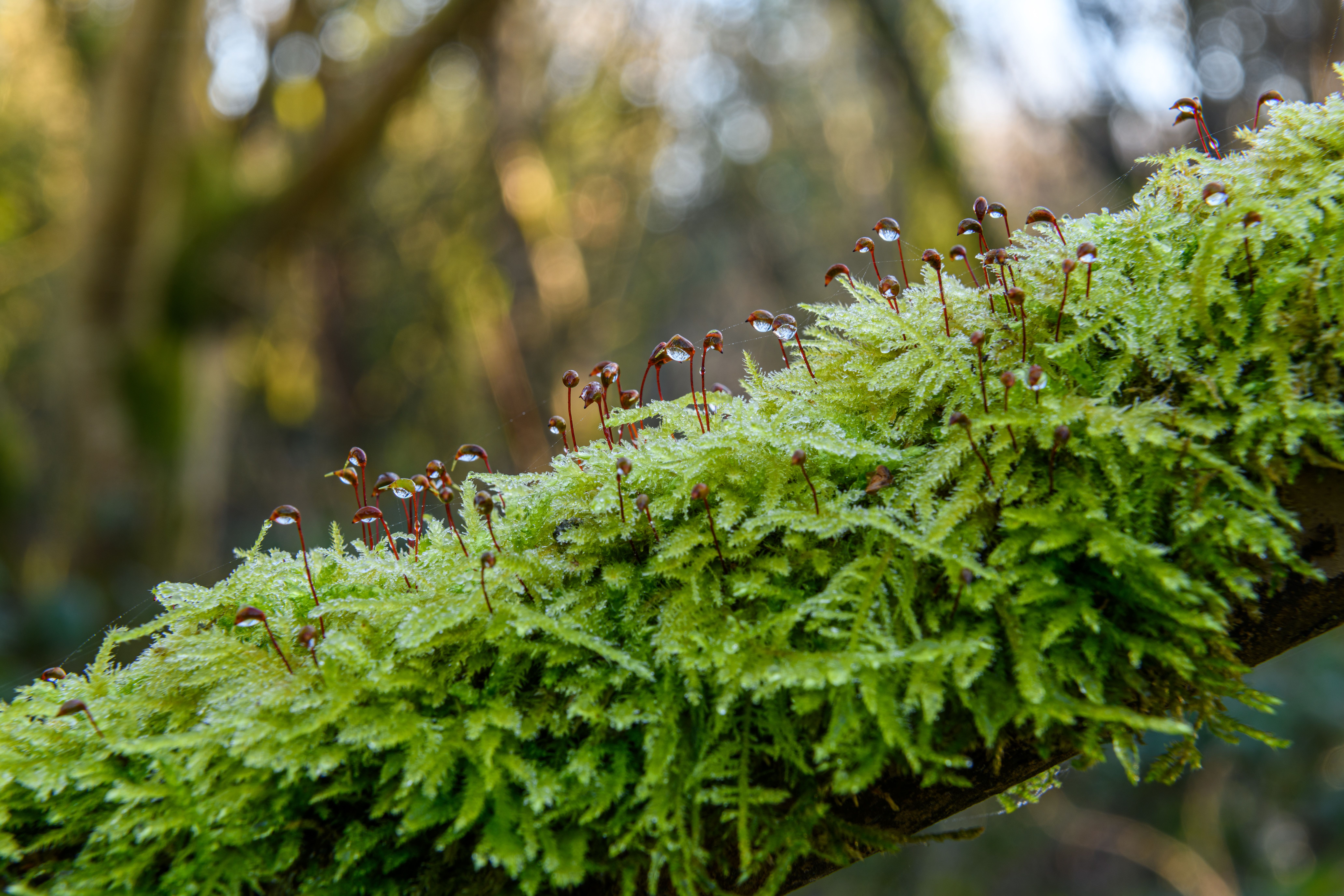 Close-up of vibrant green moss with dewdrops in a serene Northern Irish forest.
