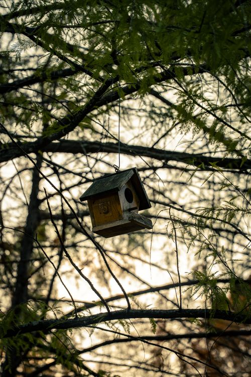 Free A wooden birdhouse hanging amid lush forest branches at sunset. Stock Photo