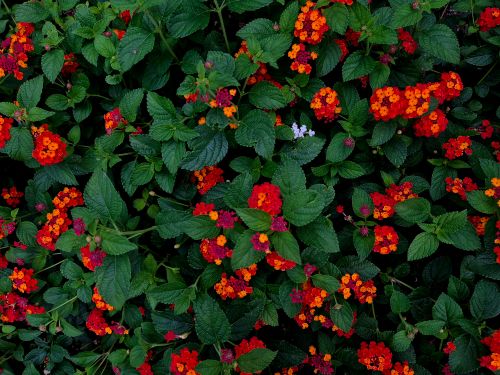 Free A lush lantana bush with vibrant orange and red blossoms, showcasing nature's beauty. Stock Photo