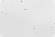 Flock of Birds in Minimalist Black and White Sky