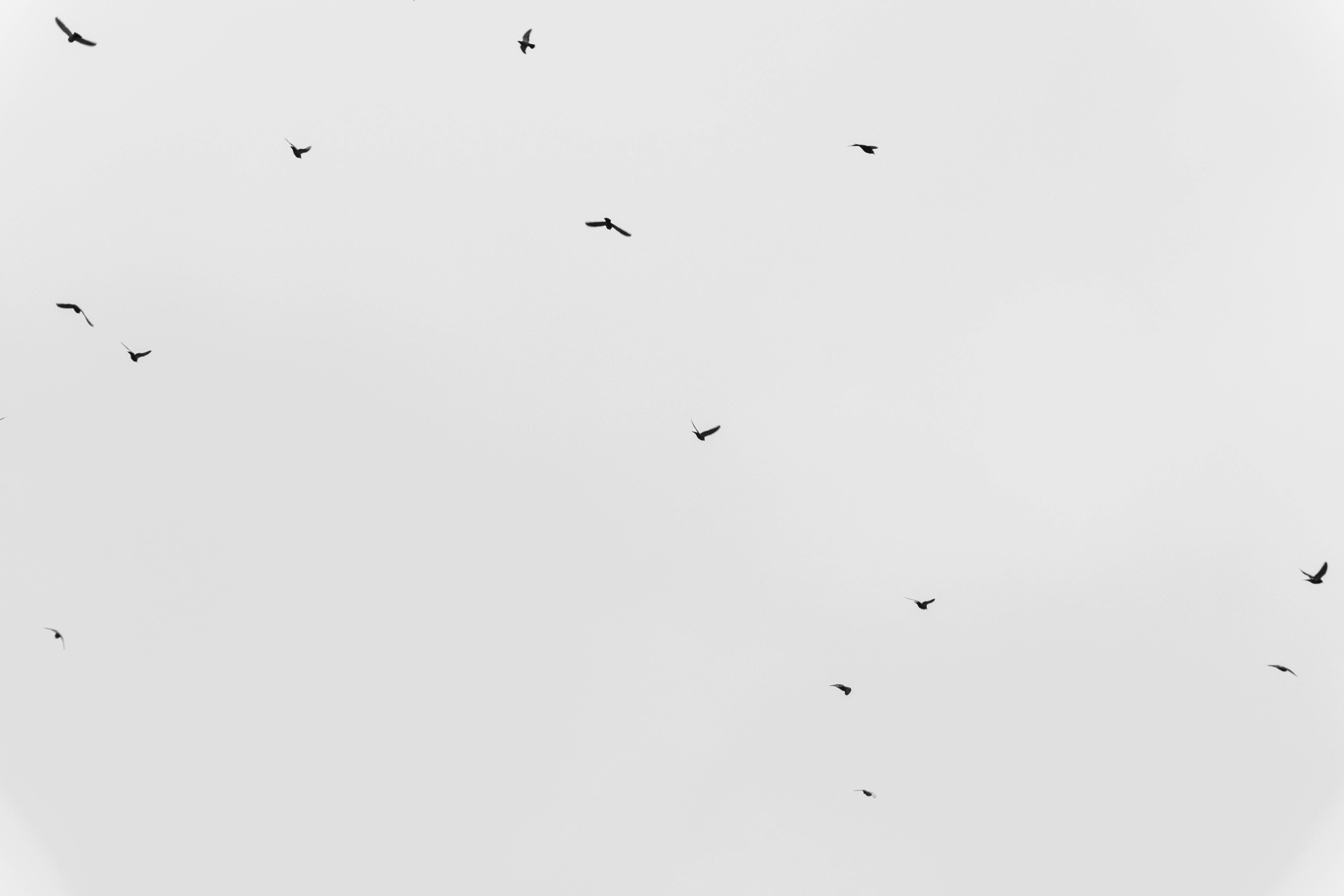 Zadarmo Minimalistický čiernobiely obrázok zachytávajúci kŕdeľ vtákov vznášajúcich sa po bledej oblohe. Fotka z fotobanky