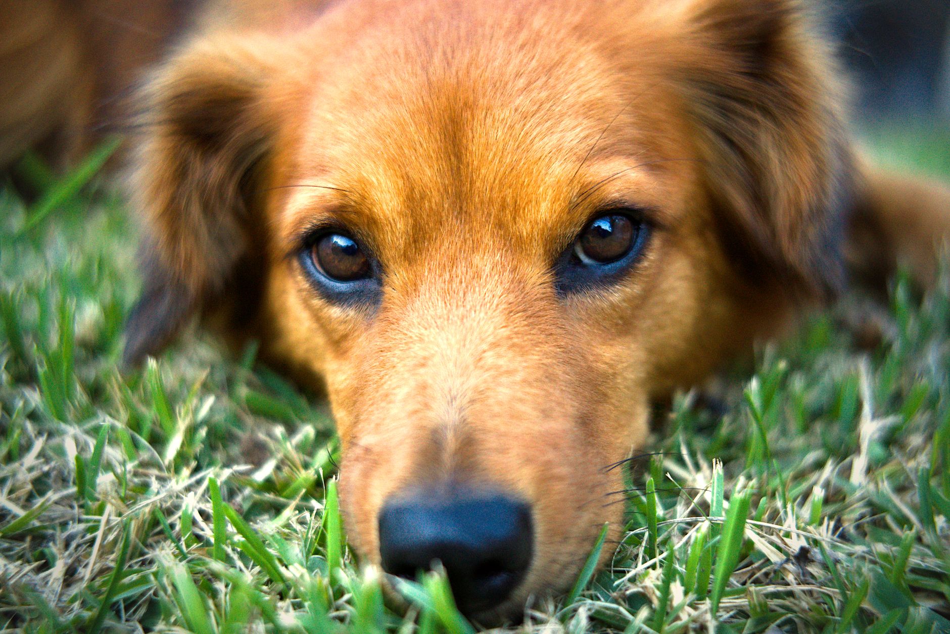 Veterinary care for a dog