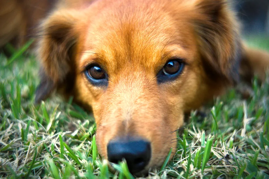golden dox price