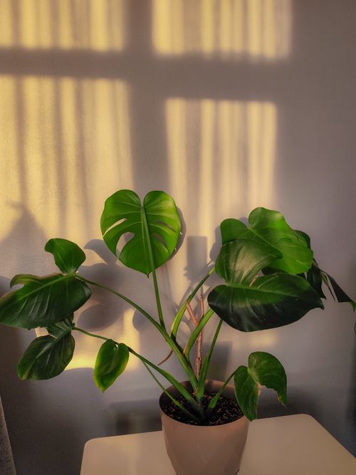 Free Vivid green Monstera plant in a pot with sunlight casting shadows on the wall. Stock Photo