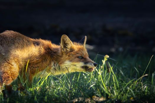 fox photo