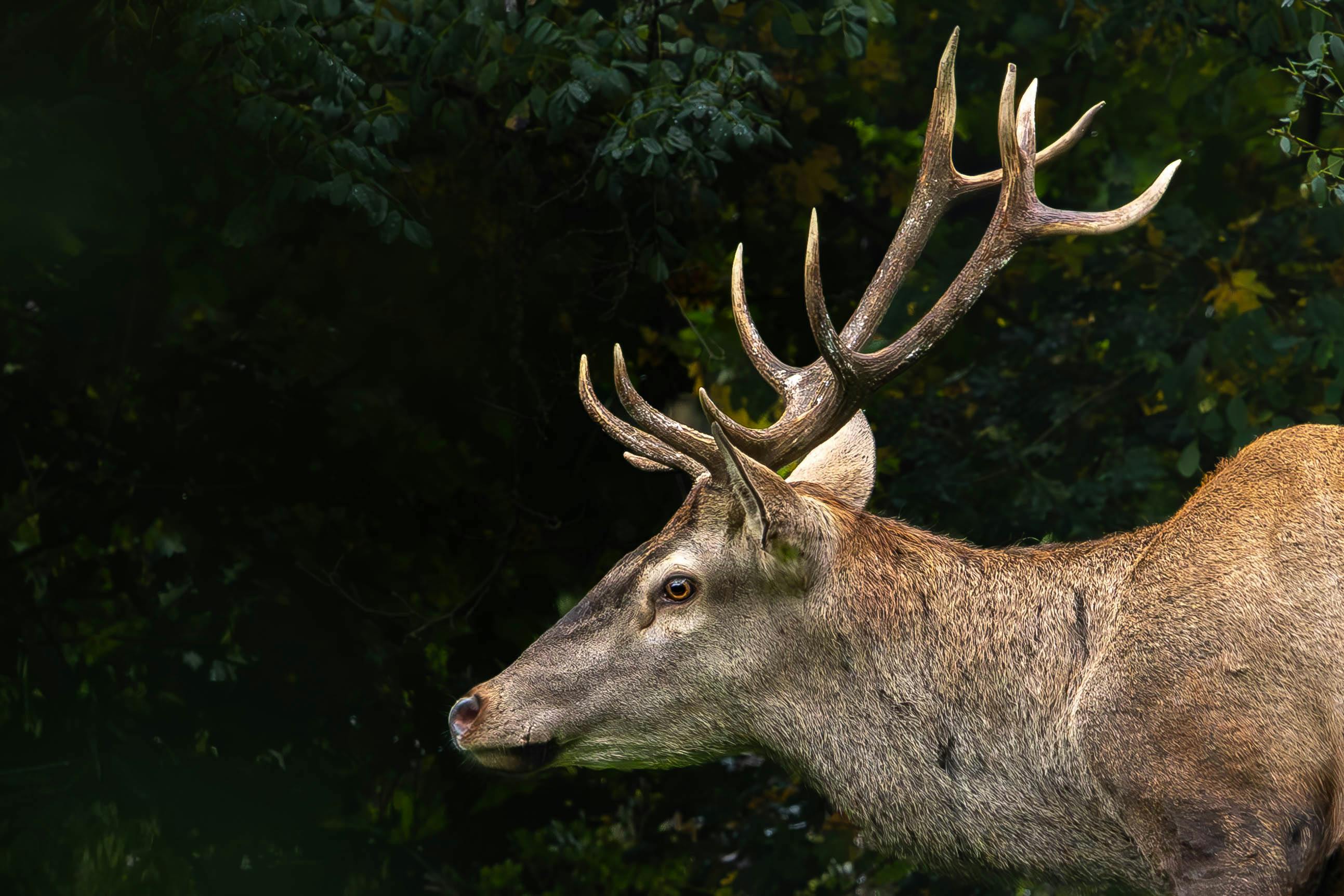 A powerful red deer stag with antlers in a lush forest setting, captured in profile view.