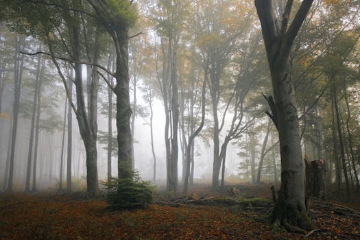 Image by Karel Drozda