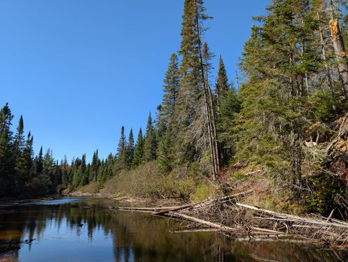 Free Peaceful view of a stream surrounded by a dense forest under a clear blue sky. Stock Photo