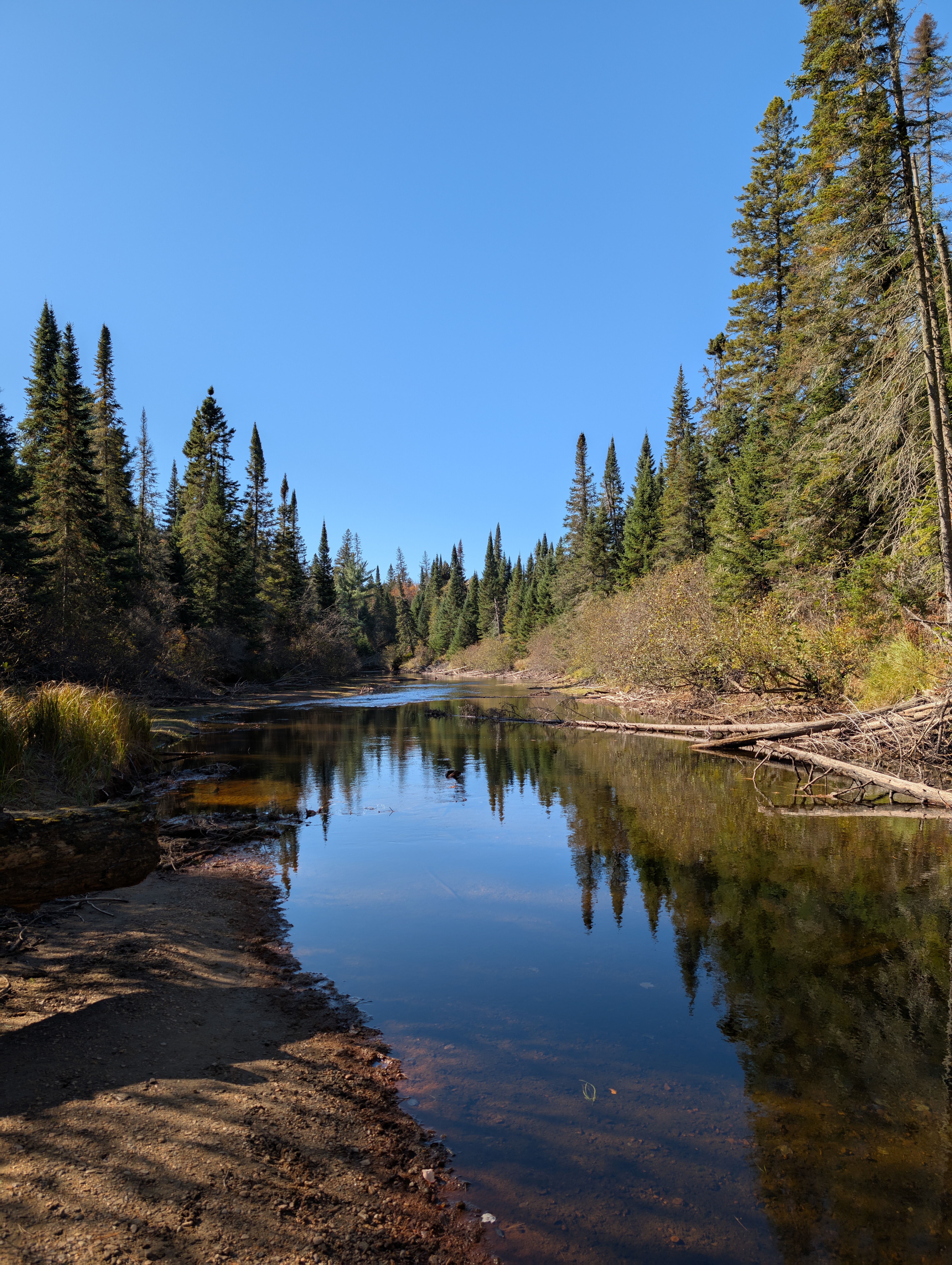 Serene Pine Forest Stream Reflection in Autumn · Free Stock Photo