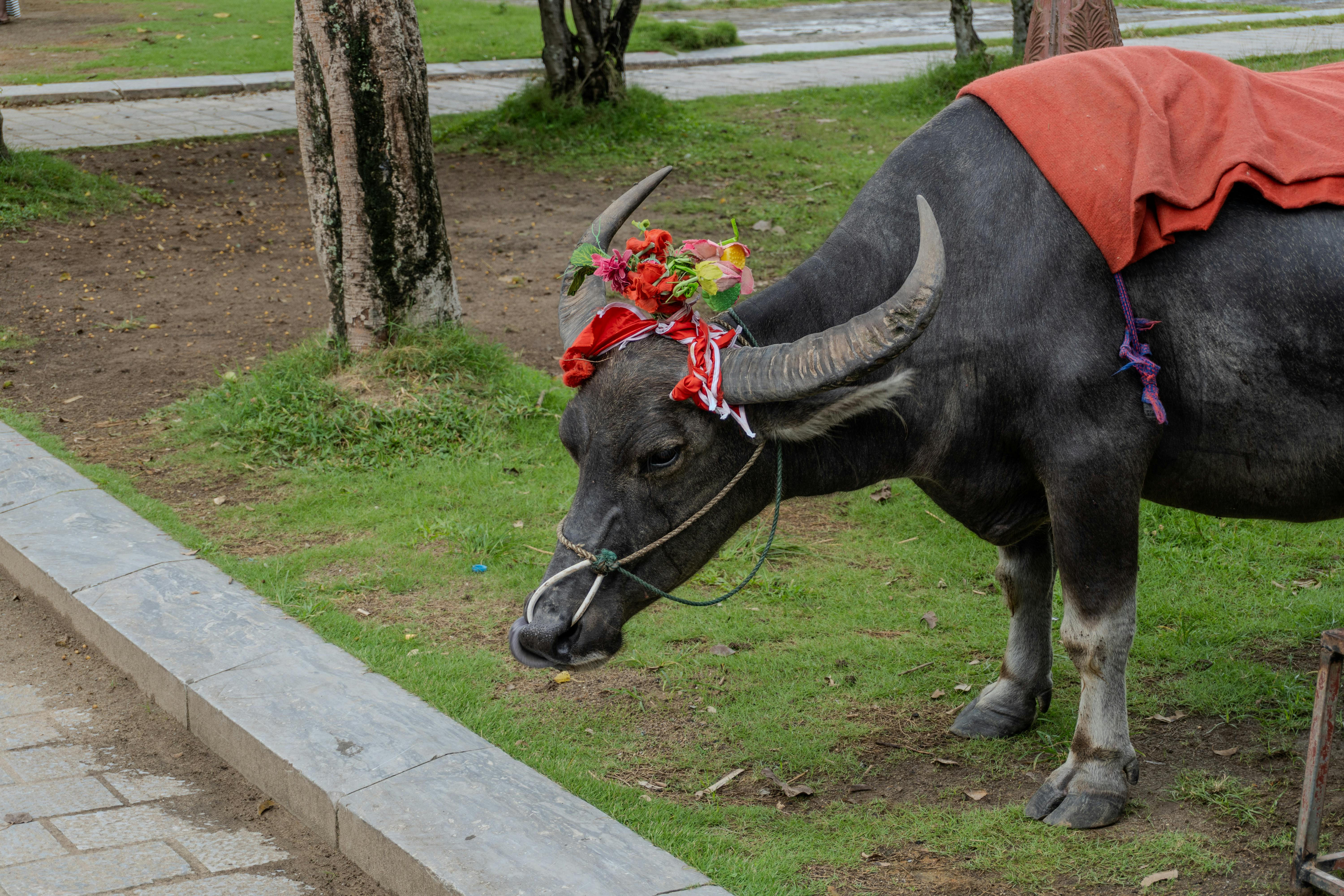 Gratuit Un buffle d'eau orné de fleurs et de tissu broute paisiblement en plein air. Photos