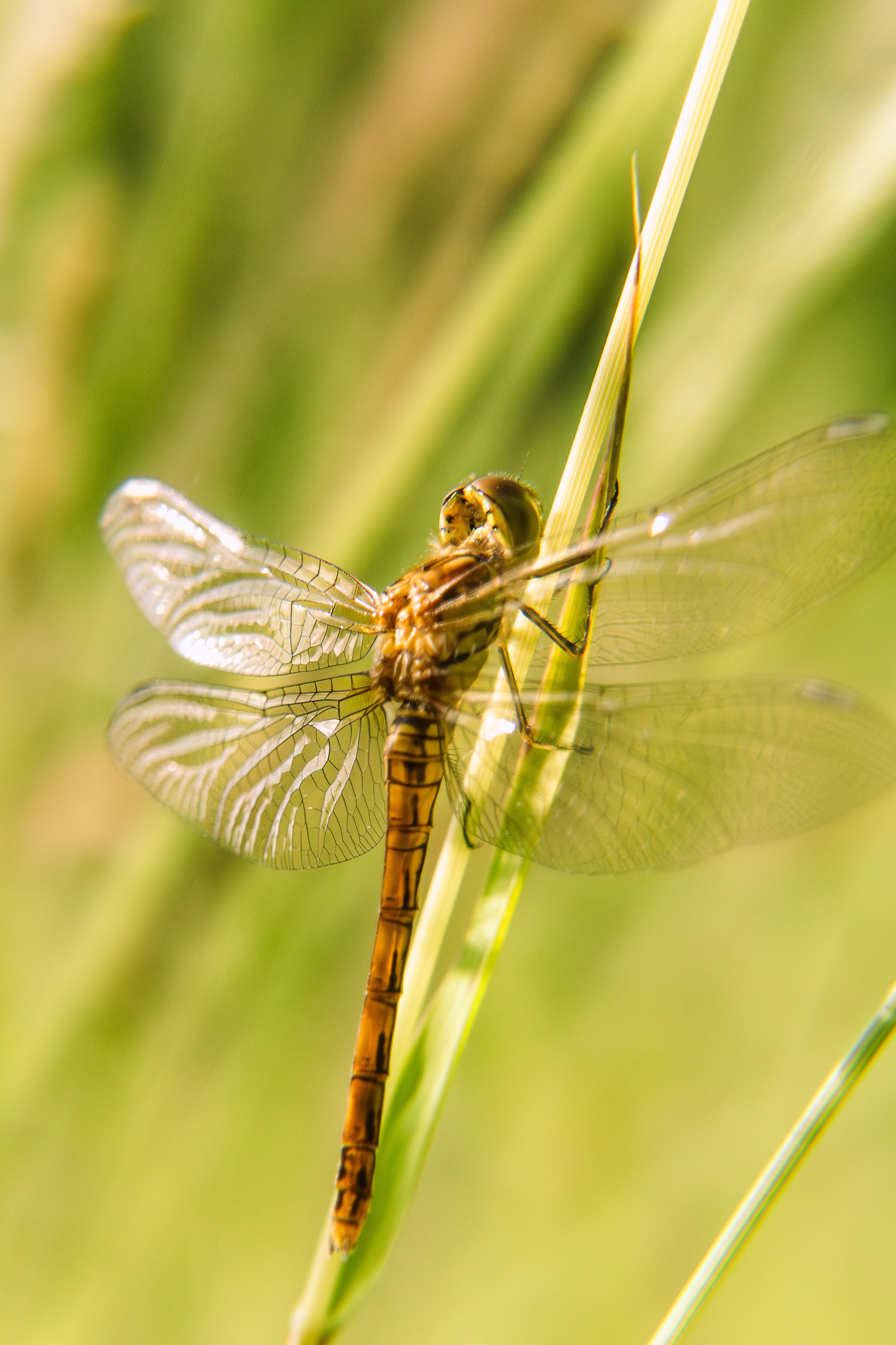 Close-up of Dragonfly Resting on Grass Blade · Free Stock Photo