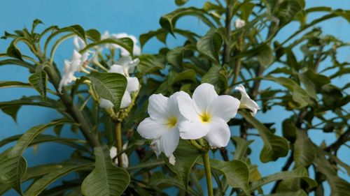 Free Vibrant white Plumeria flowers in focus with lush green leaves against a bright blue backdrop. Stock Photo