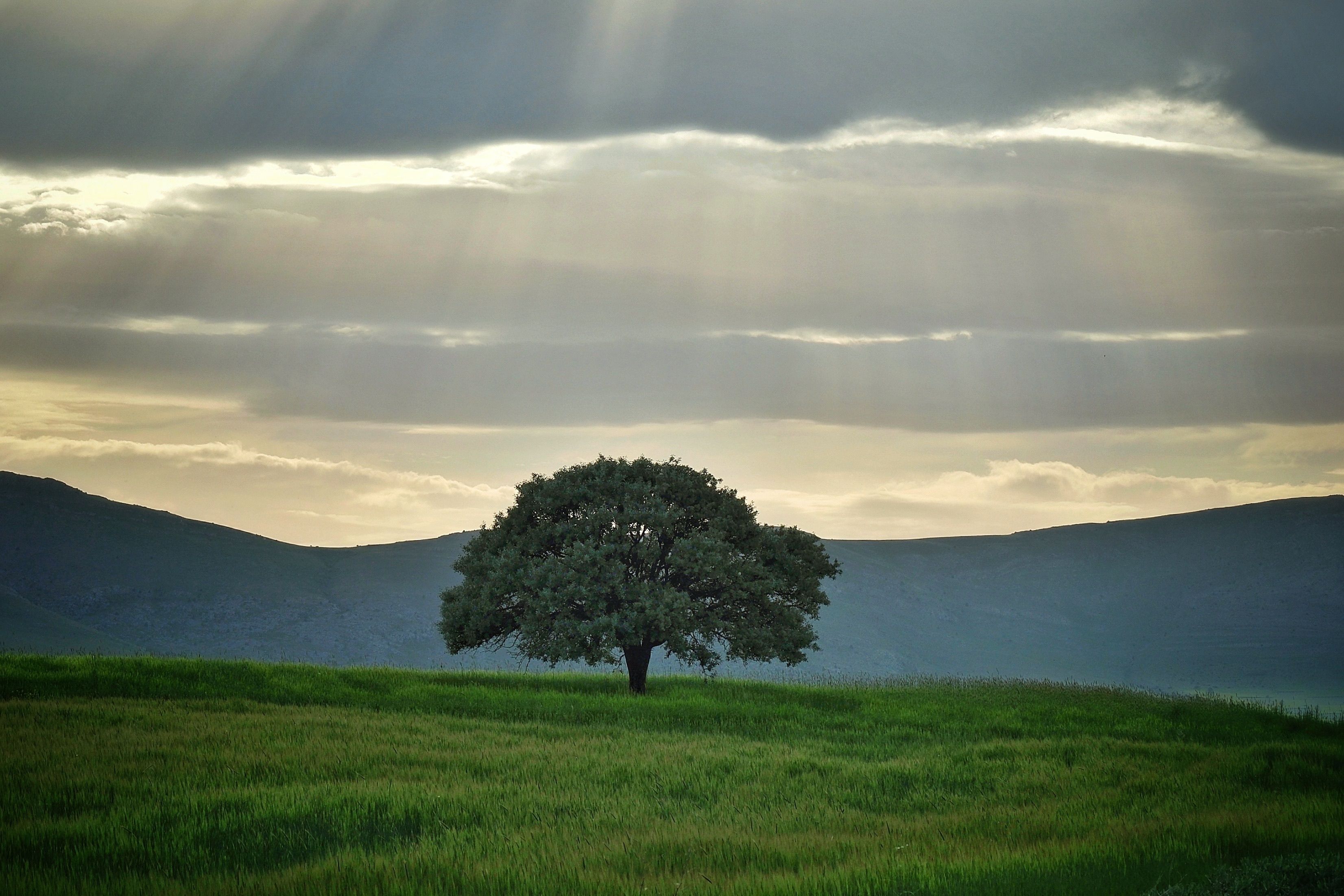 Solitary Tree in Sunlit Meadow Landscape · Free Stock Photo