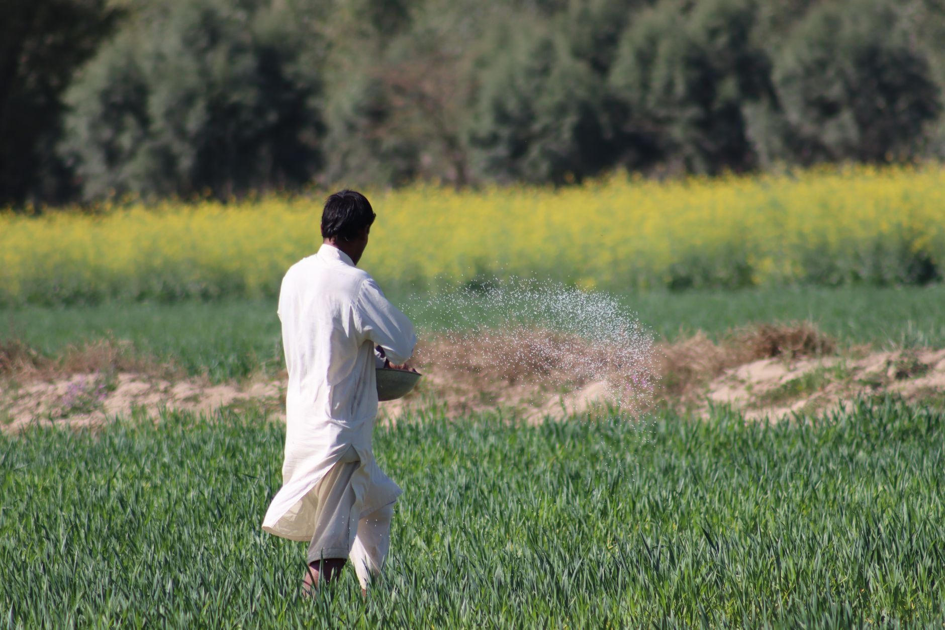 Fertilizer Squeeze Threatens Next Harvests as Gulf Disruption Bites