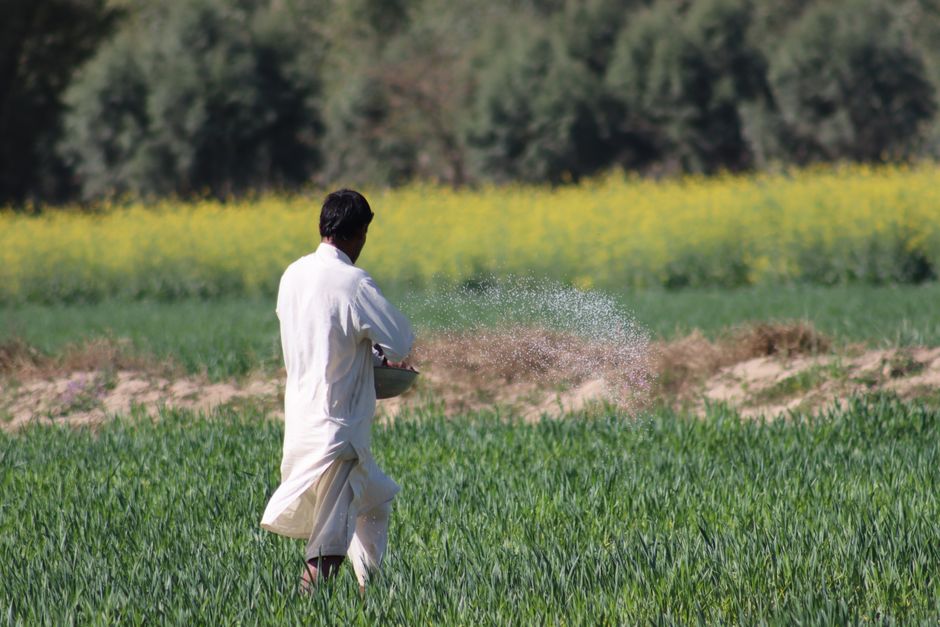 Farmer in a green field