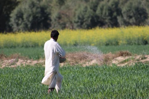 Free A farmer in traditional attire spreads fertilizer in a lush green field. Stock Photo