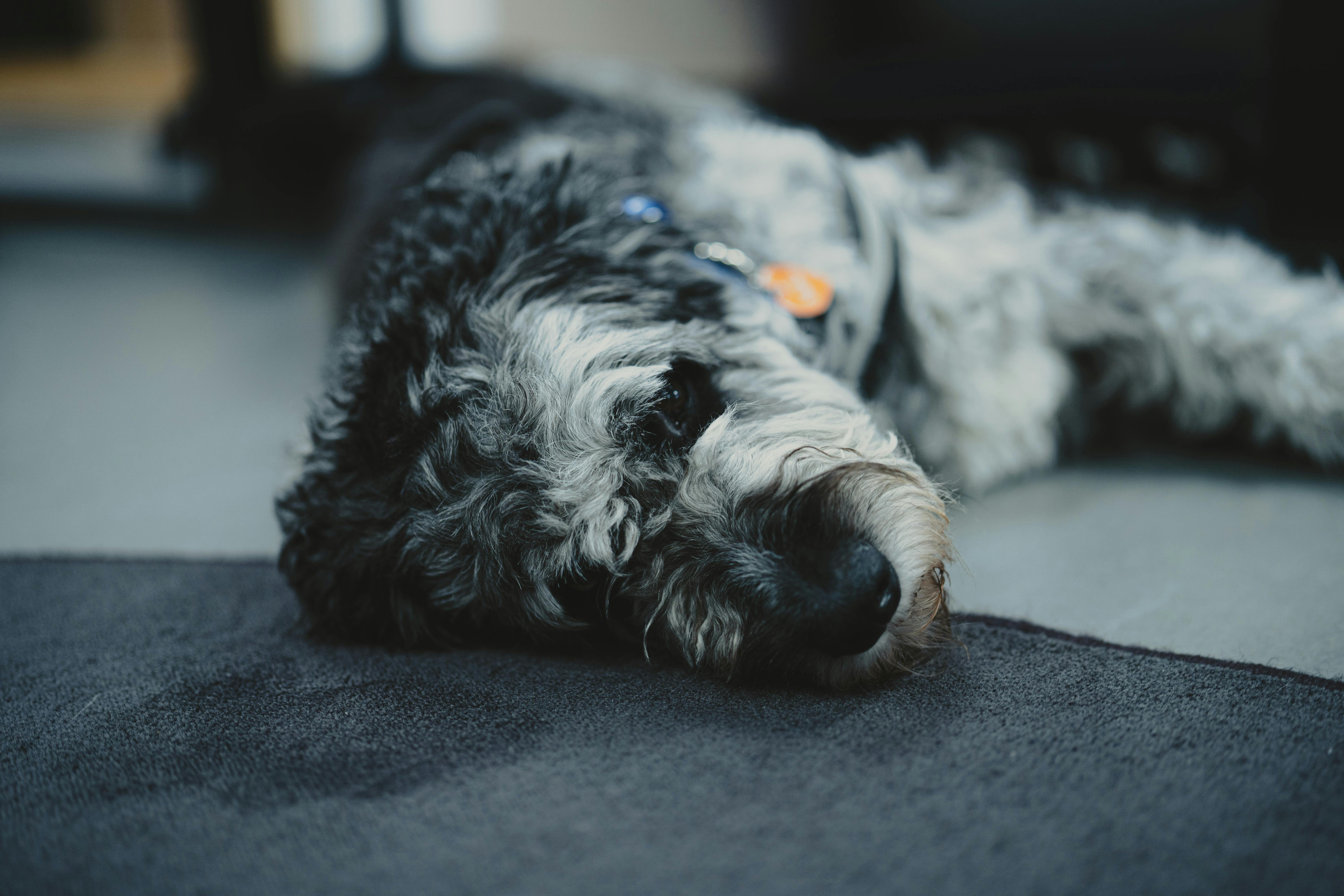 pet insurance pet wellness — Photo by Peter Platou on Pexels