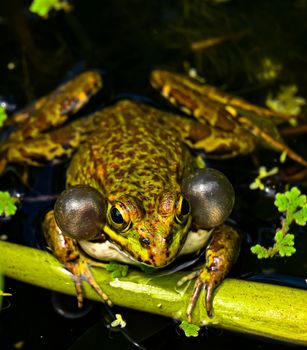 A vibrant green Common Frog croaking in a pond, showcasing its vocal sacs.