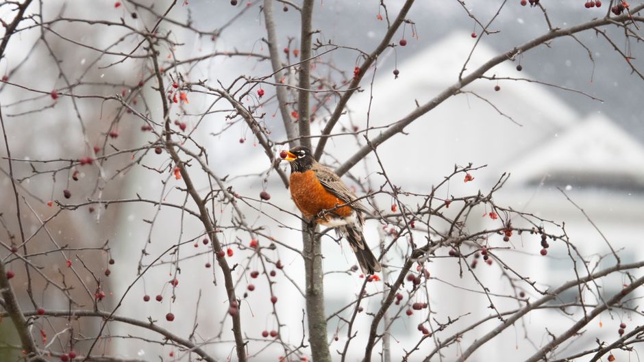 American robin perched on a snowy branch with red berries during winter.