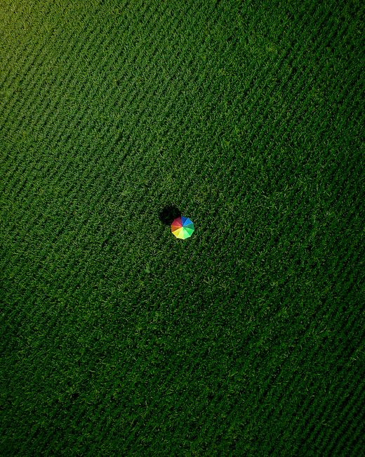 Aerial shot of a vibrant umbrella in a lush green field in Sekinchan, Malaysia.