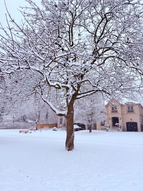 Free Serene winter scene of a snow-laden tree in a quiet suburban neighborhood. Stock Photo