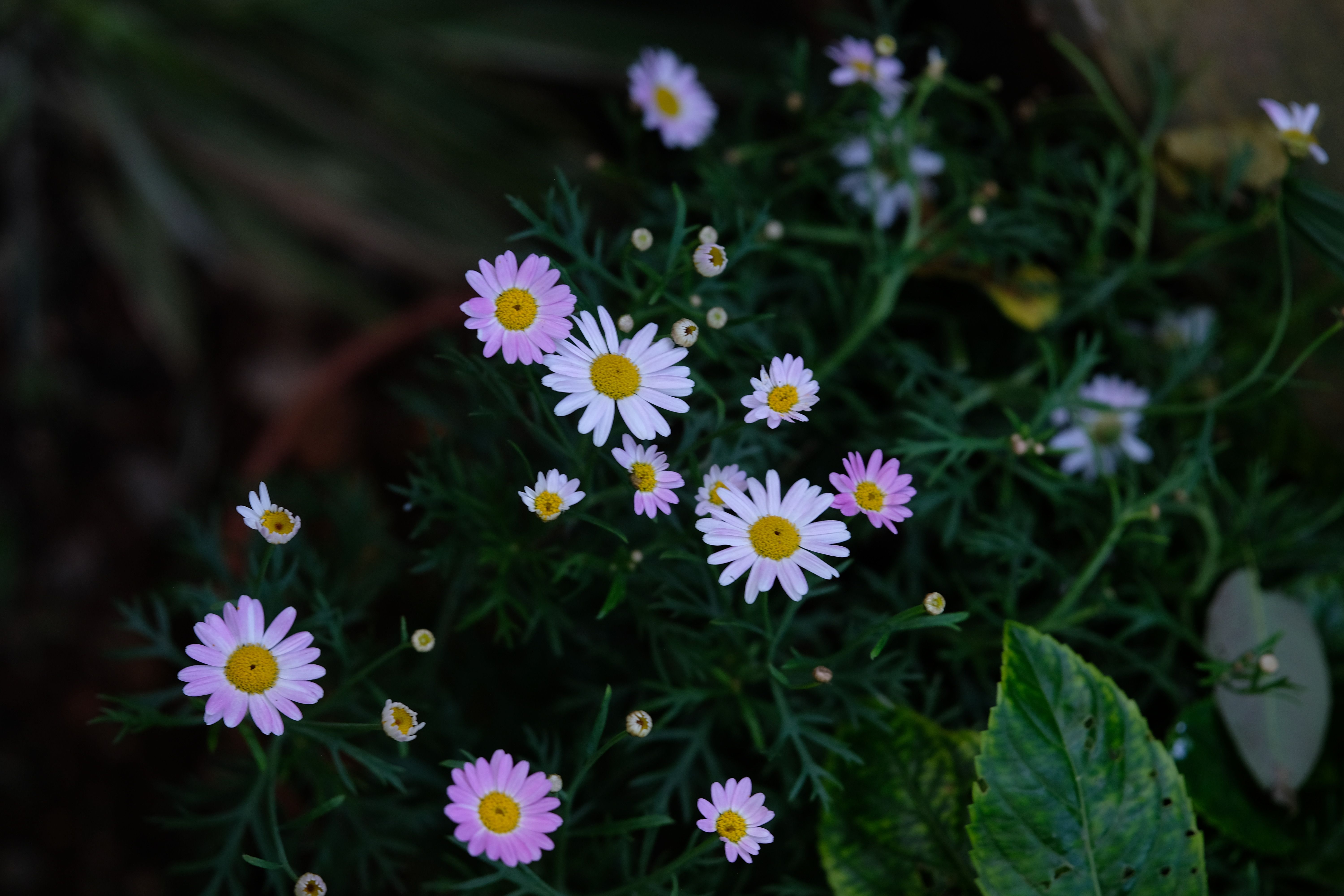 Beautiful Blooming Pink Daisies in a Garden · Free Stock Photo