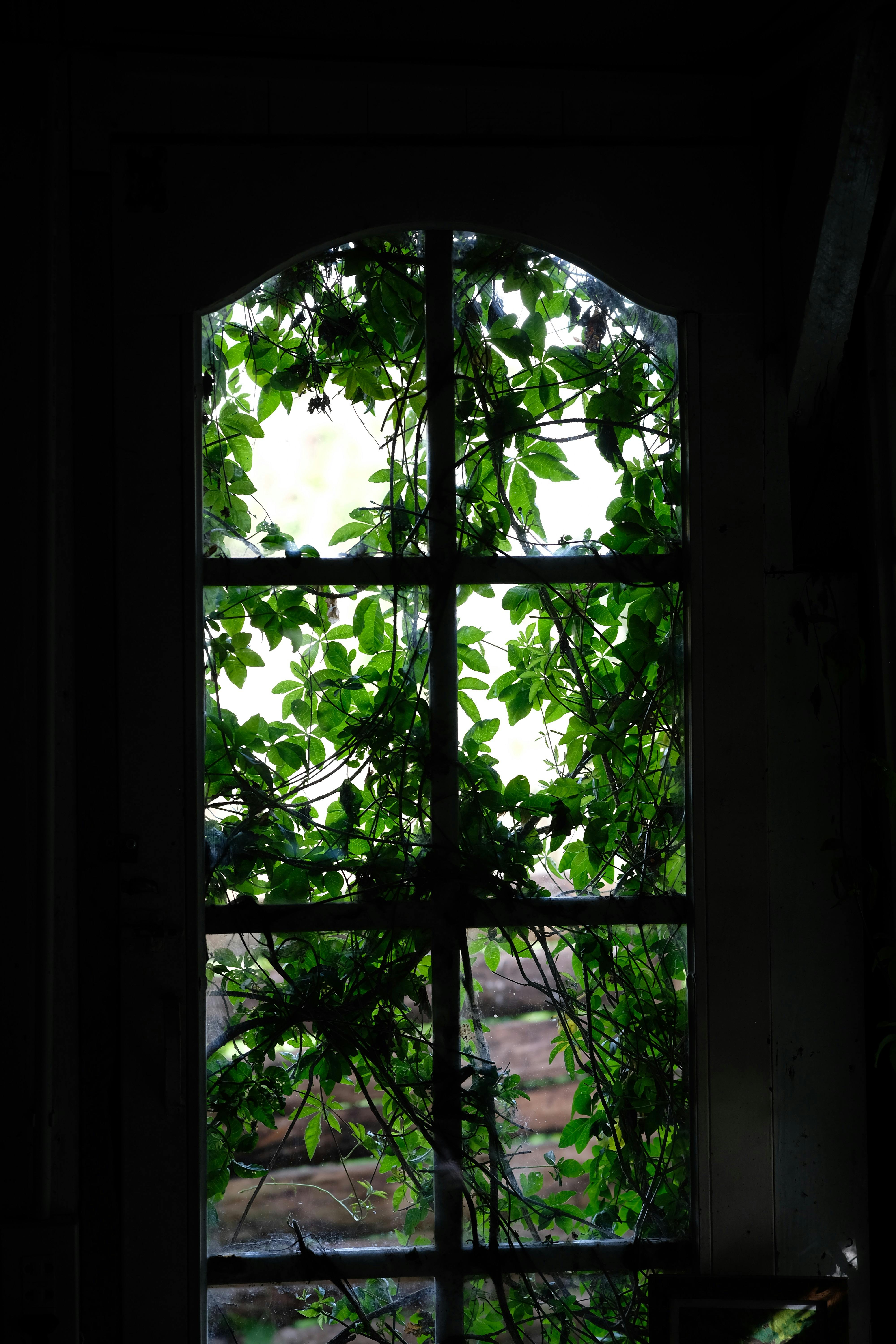 Vibrant leaves cover a large arched window, creating a natural green frame.